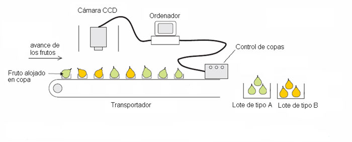 Fig. 2: Esquema bsico de un sistema automatizado de clasificacin de fruta basado en videocmara...