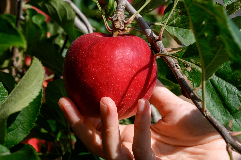 Variedad STELLAR (fuente: IRTA, CC By 4.0)