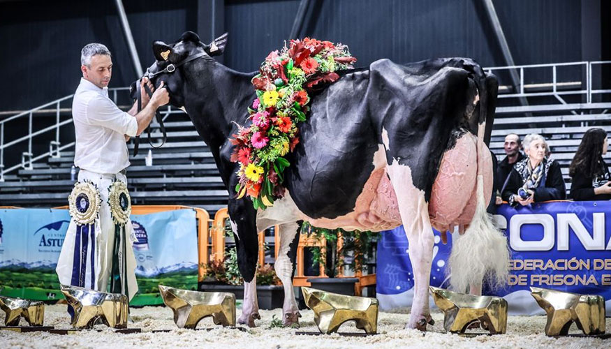 La vaca pentacampeona Llinde Arial Jordan, junto con su ganadero Agapito Fernndez