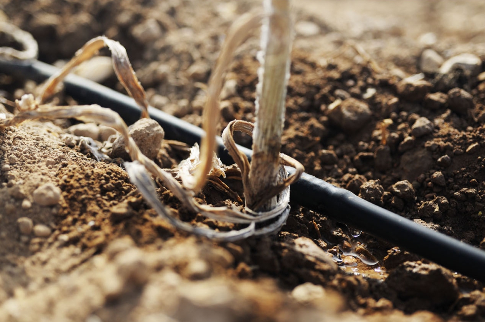 Cajamar pone a disposicin de los emprendedores la experiencia y la capacidad de los actores ms relevantes en el sector agroalimentario...