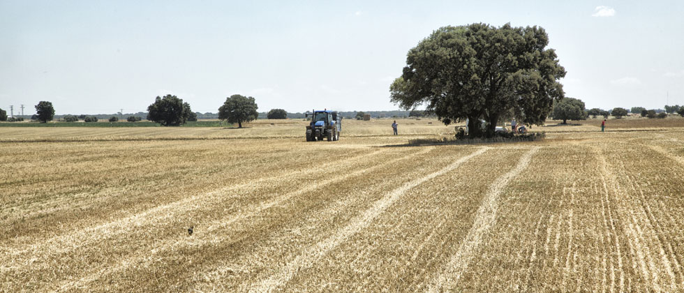 Campo de cultivo