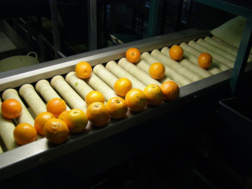 Fig. 12: Naranjas de destro. Los frutos clasificados por esta salida tienen algn tipo de defecto externo o coloracin no homognea...