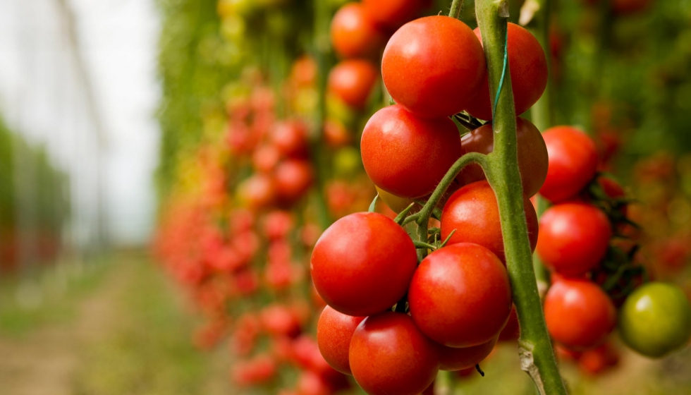 En el caso del tomate, la importacin procedente de Marruecos, en la UE ha crecido un 42% en los ltimos diez aos