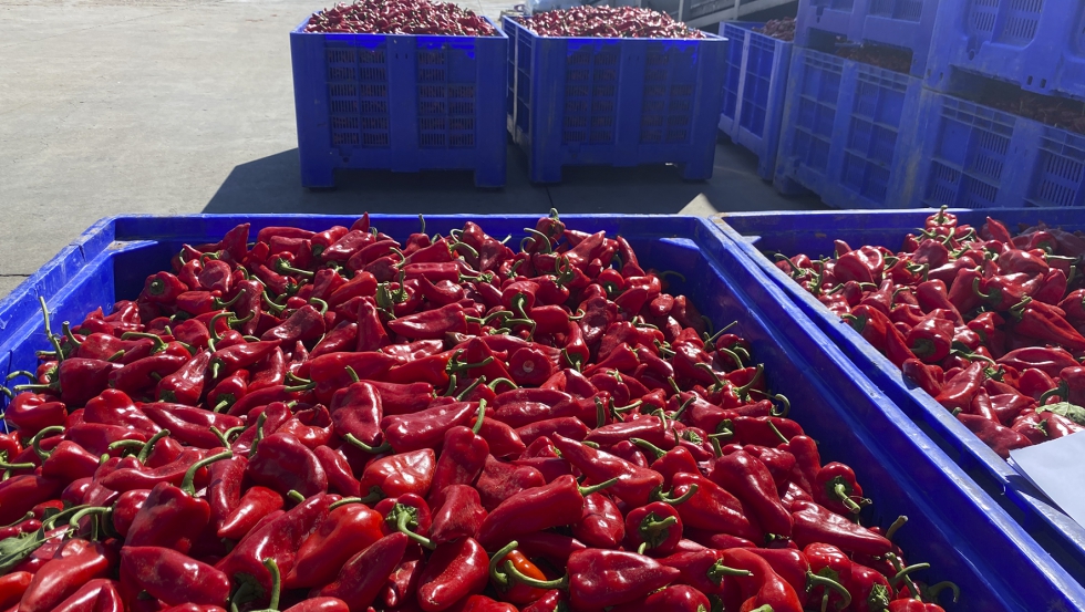 Pimientos del Piquillo, uno de los productos destacados del Grupo AN