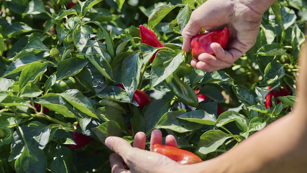 Pimientos del Piquillo de Lodosa recolectados por Mikel Alcalde, agricultor de la Agrupacin Hortcola de Crcar, cooperativa socia del Grupo AN...