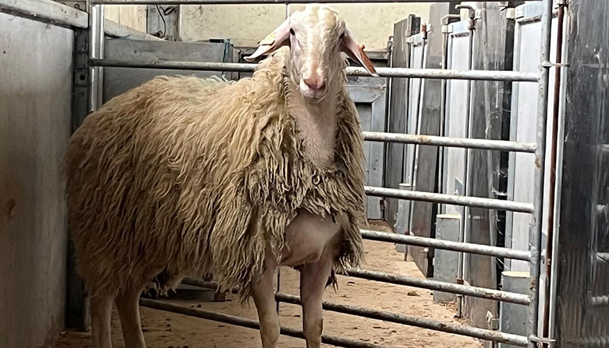 Semental obtenido in vitro e incorporado a Ovign