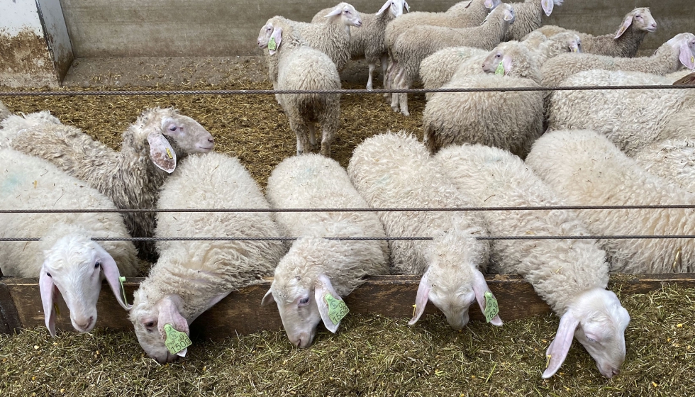 Ovejas de raza Assaf en una granja de produccin de leche de oveja