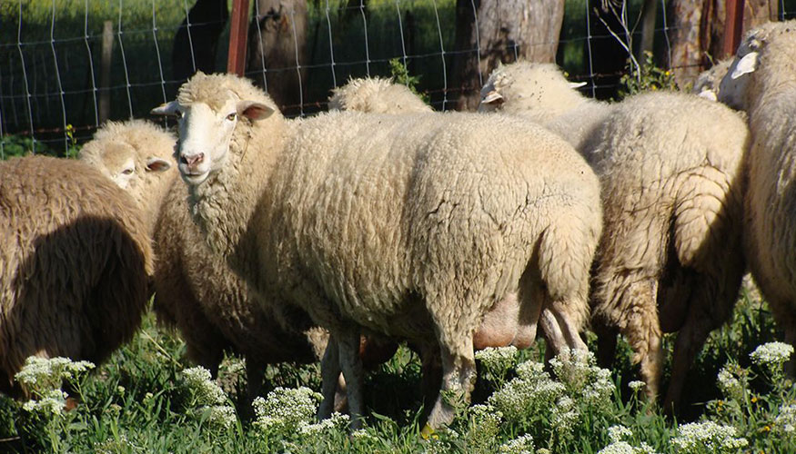 Ejemplares de la raza ovina Merina de Grazalema