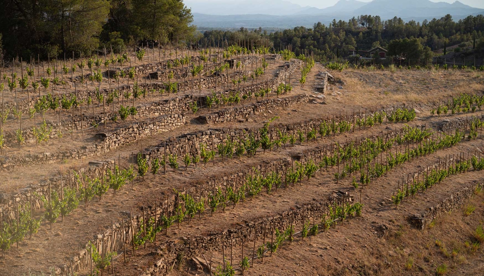 Clos Galena trabaja para mantener y recuperar viedos centenarios...