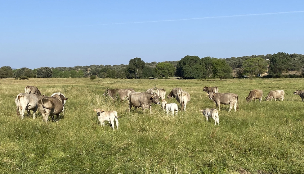 Rebao de vacas nodrizas en una zona de pasto