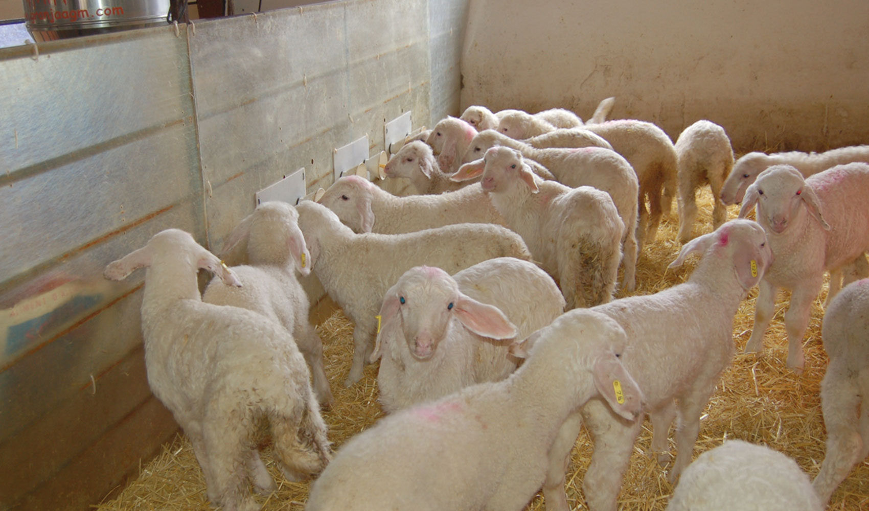 Foto de Lonja Agropecuaria de Salamanca - Cotizaciones de Ovino (14/10/2024)