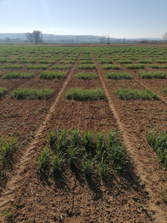 Los biofertilizantes se presentan como una nueva opcin, con las ventajas de los fertilizantes orgnicos y minerales y menos inconvenientes...