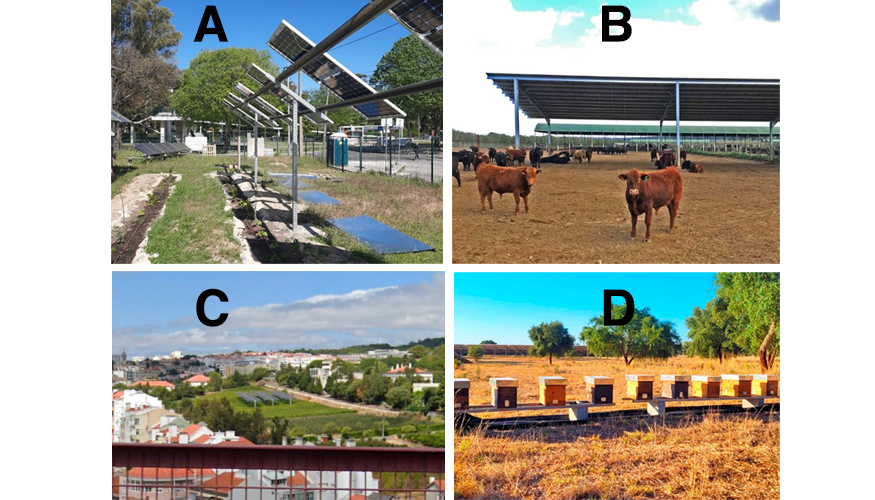 Figura 2  Exemplos de projetos Agrisolar com sistema PV...