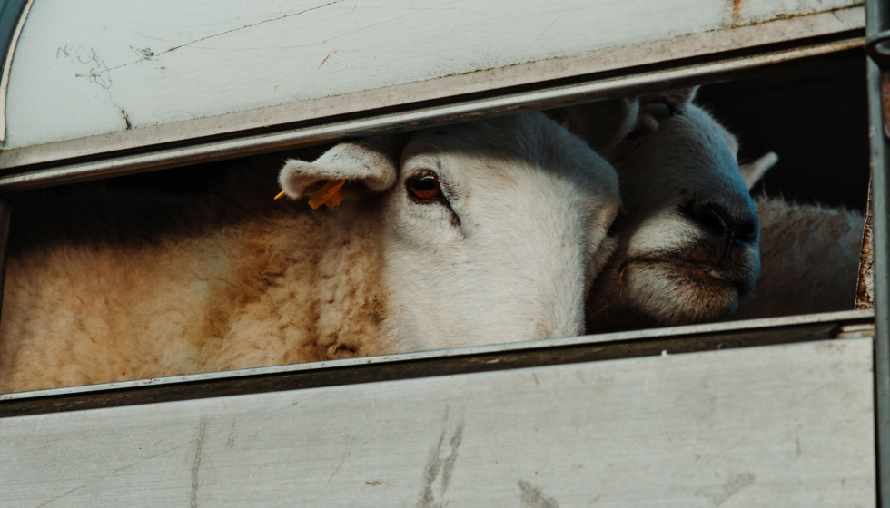 Foto de ANTA alerta sobre el impacto del nuevo reglamento europeo de transporte de animales vivos