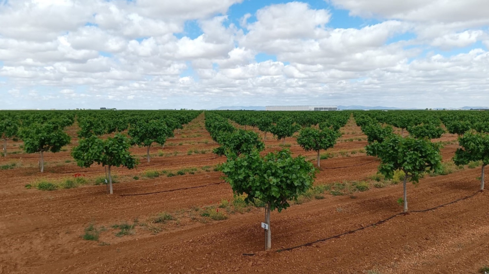 Grupo IberoPistacho y Fertiberia estn comprometidas con la sostenibilidad medioambiental y alineadas con los ODS de Naciones Unidas...