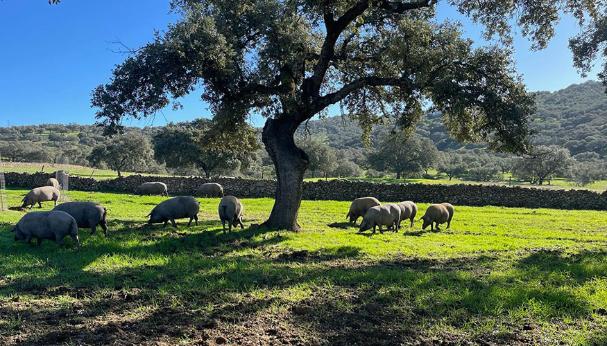 Cerdos ibricos en una zona de dehesa