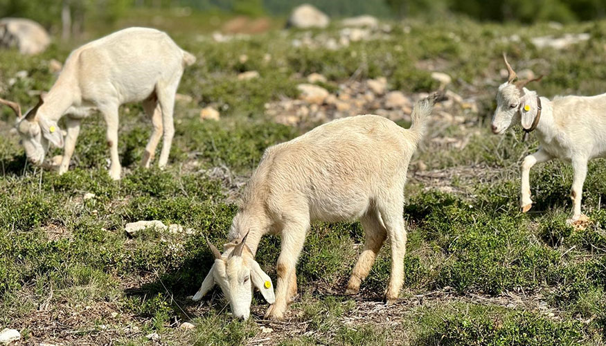 Cabras de raza Celtibrica que pastan en Alcal de Xivert