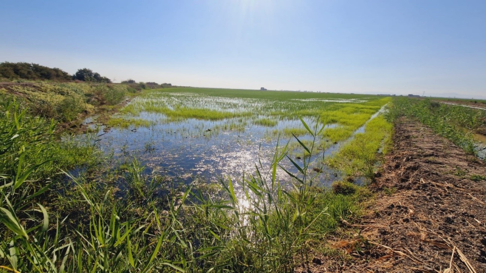 Imagen de una tabla de arroz anegada en la localidad de Los Palacios y Villafranca (mayo 2024, Sevilla). / Mikel Alexander Gonzlez...