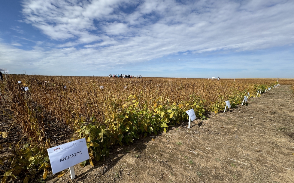 Campo de ensayo de soja de ITACyL y Pascual en Arabayona de Mgica (Salamanca)