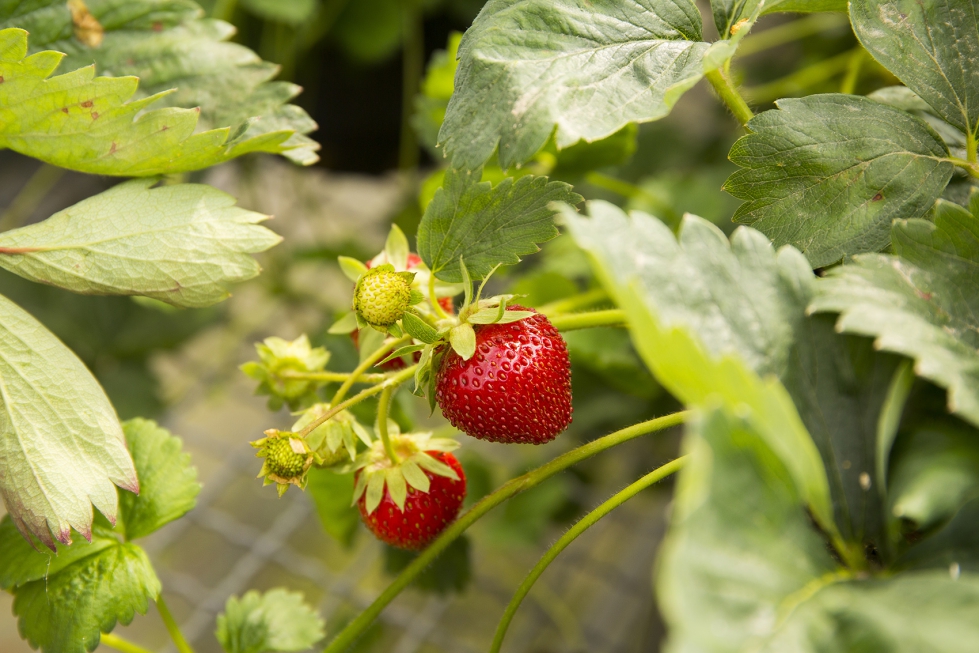 UPA Andaluca comienza en Guatemala la seleccin de trabajadores para la campaa de los frutos rojos en Huelva