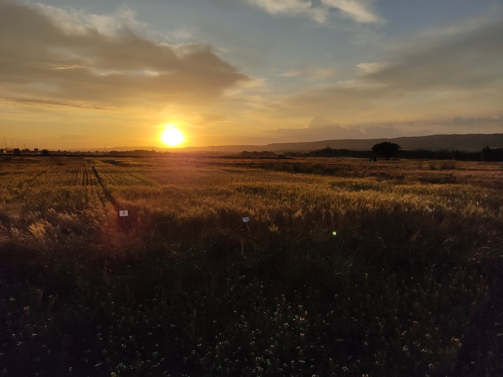 La dosis reducida de nitrgeno (27 kg N/ha) limit el crecimiento del cultivo en las fases de ahijado y encaado (generando menos paja y hojas)...