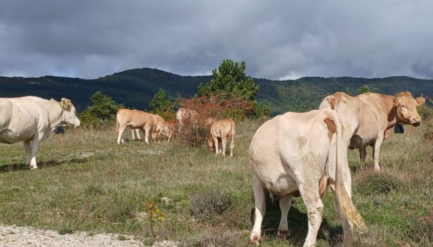 Ganado vacuno de raza Pirenaica en la finca del INTIA en Olriz