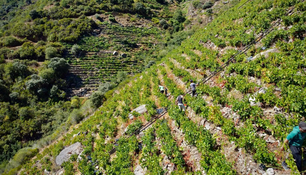 La Denominacin de Origen Ribeira Sacra finaliza la vendimia destacando la excelente calidad de sus uvas