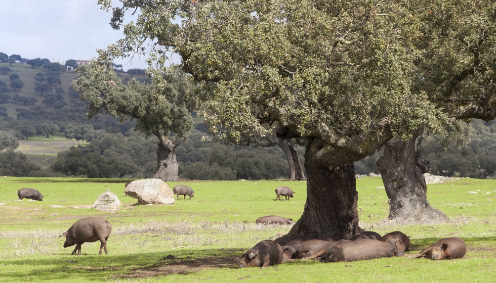 Foto de Seis proyectos de I+D del Cicytex sobre sanidad, alimentacin animal y calidad de carne