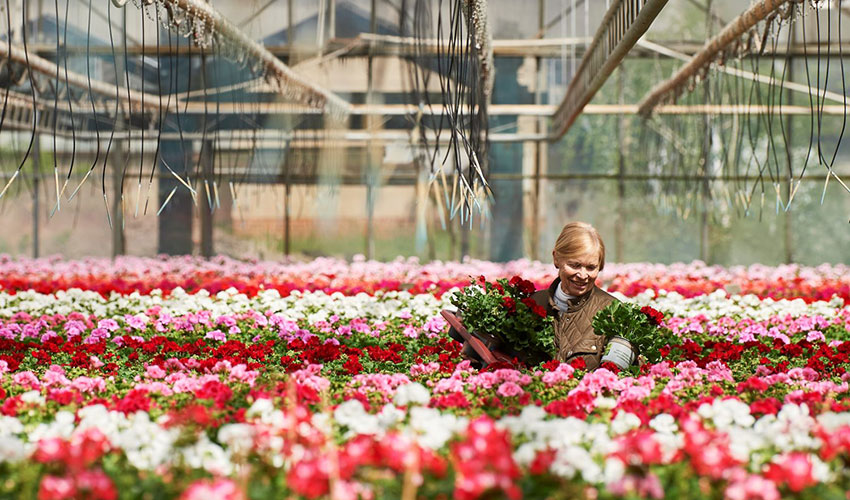 Pelargonium for Europe