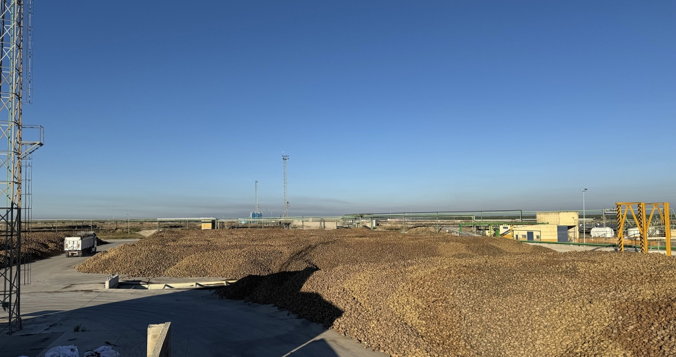 Remolacha recibida en las instalaciones de la fbrica azucarera de ACOR