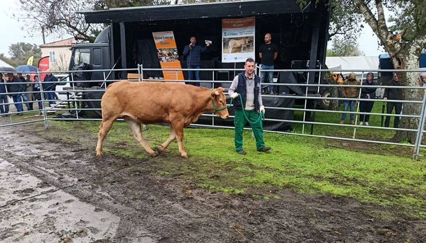 Subasta de la raza Rubia Gallega en Rodeiro (Pontevedra)