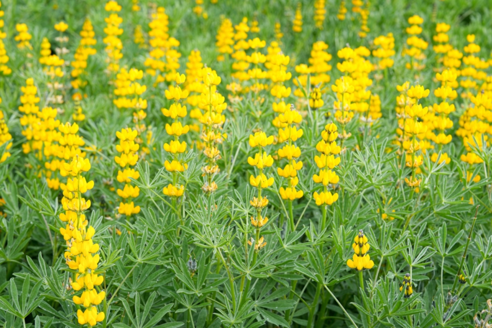 Imagen de Lupinus luteus, una especie de altramuz de gran inters agronmico