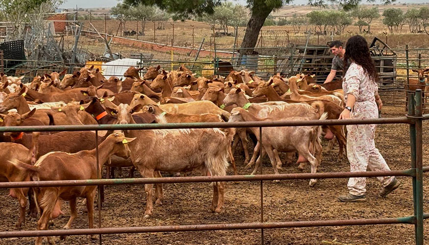 Ganader�a con siglas GN de libro geneal�gico de la Cabra Malague�a