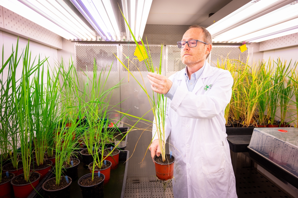 Luis Rubio, investigador del INIA-CSIC, en el Centro de Biotecnologa y Genmica de Plantas (CBGP, UPM-INIA)...