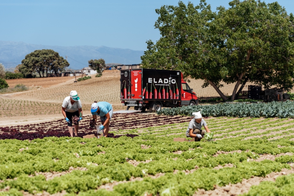 Imagen de una finca de Frutas y Verduras Eladio