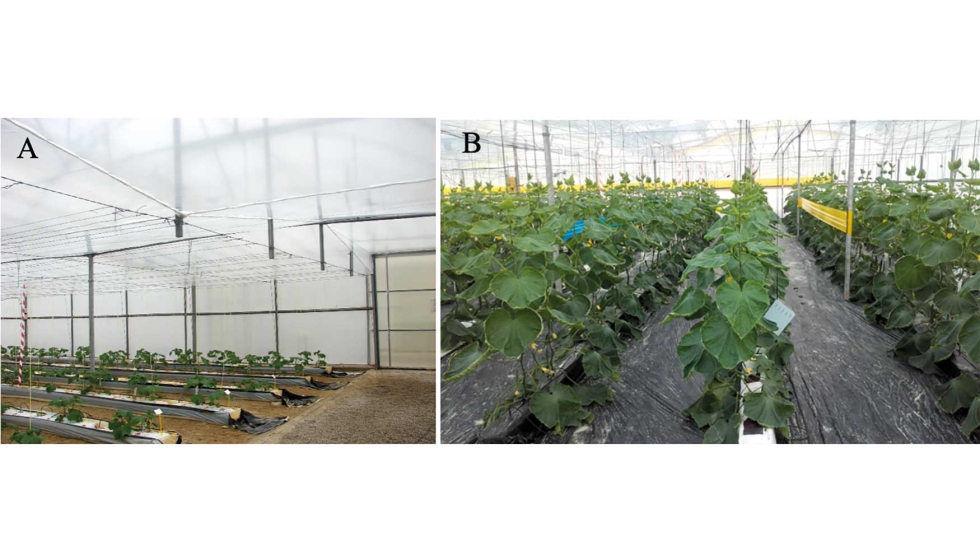 Figura 1. Cultivo de pepino en sacos de fibra de coco en un invernadero con doble techo fijo sin (A) y con acolchado plstico negro (B)...