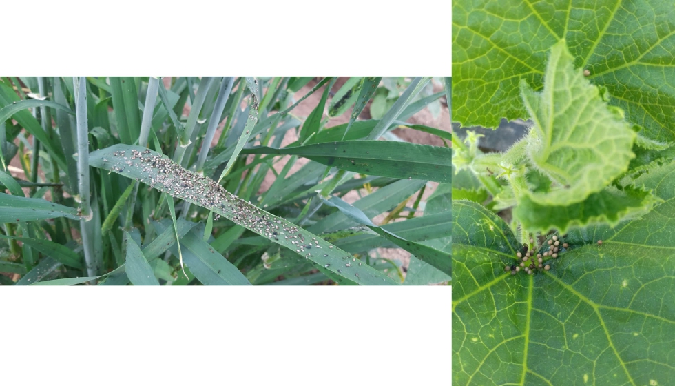 Foto 5. Colonia de pulgn con presencia de momias (color ms claro) causadas por el parasitoide A...