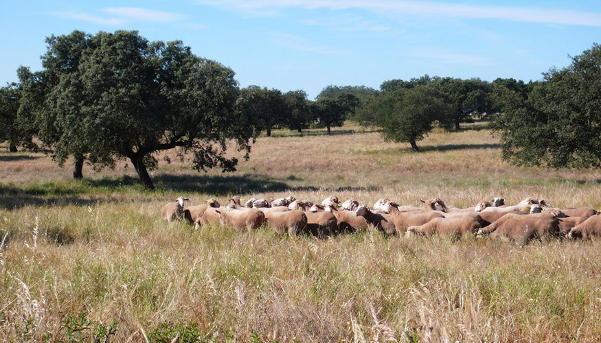 Rebao de ovejas de raza Merina