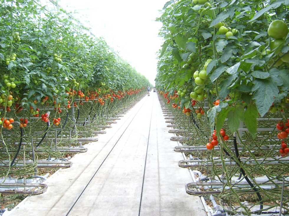 El tomate es uno de los cultivos que ha comenzado la campaa con buenos precios