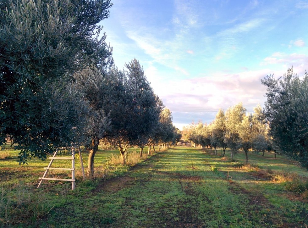 Parcela de ensayo de Empeltre en la finca experimental de cultivos leosos del Gobierno de Aragn, en Alcaiz (Teruel)...