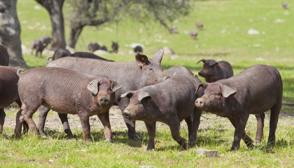 Cerdos ibricos en una zona de dehesa