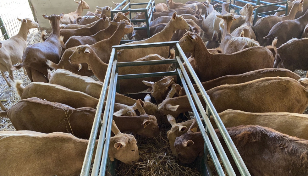 Cabras en comederos