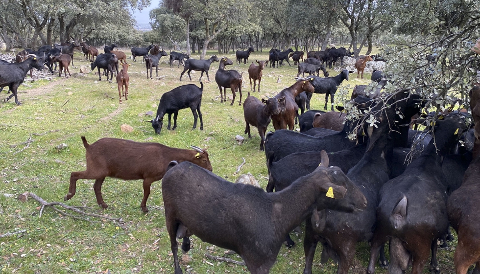 Cabras de raza Murciano-Granadina ramonean en una finca