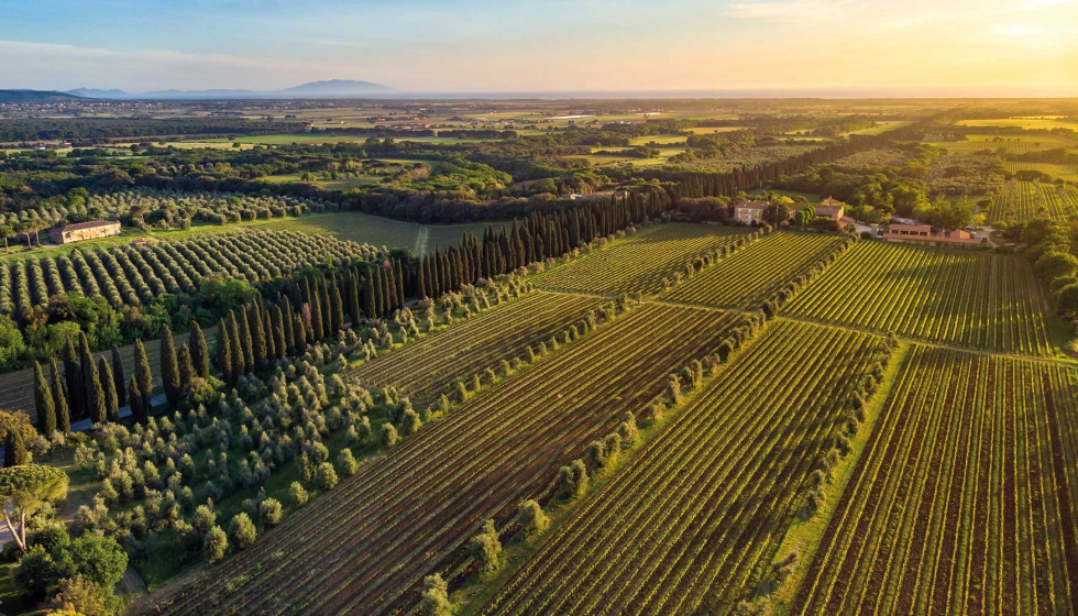 Olivar de la Toscana, en la zona de Bolgheri