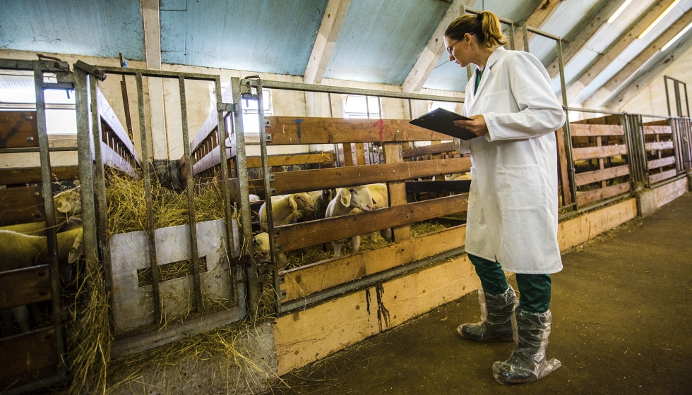 Veterinaria en una explotacin