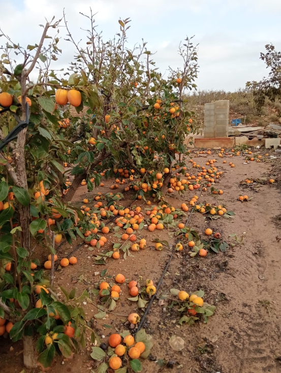 Campo de cultivo afectado por la DANA. Foto: La Uni Llauradora i Ramadera