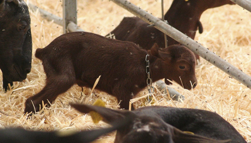 Cabrito de raza Murciano-Granadina