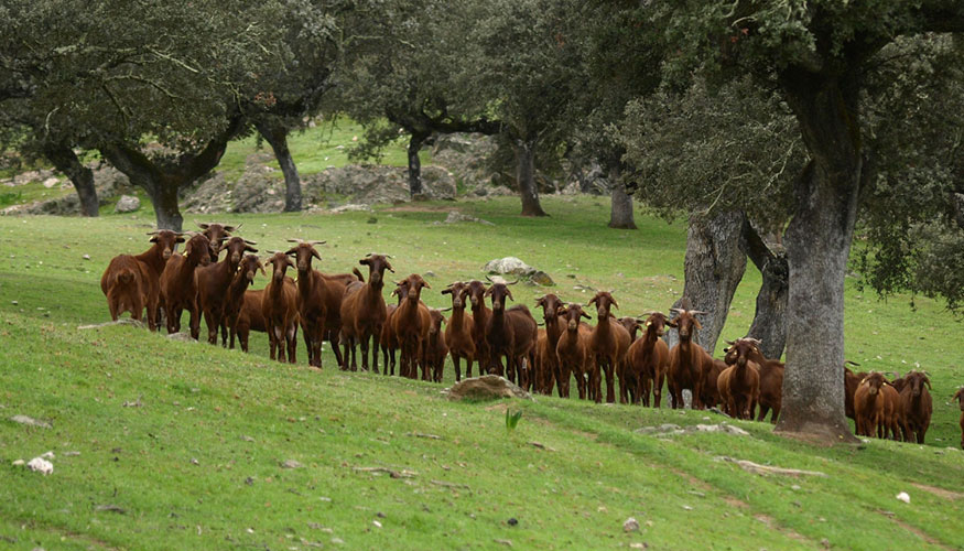 Reba�o de ganado caprino en Extremadura
