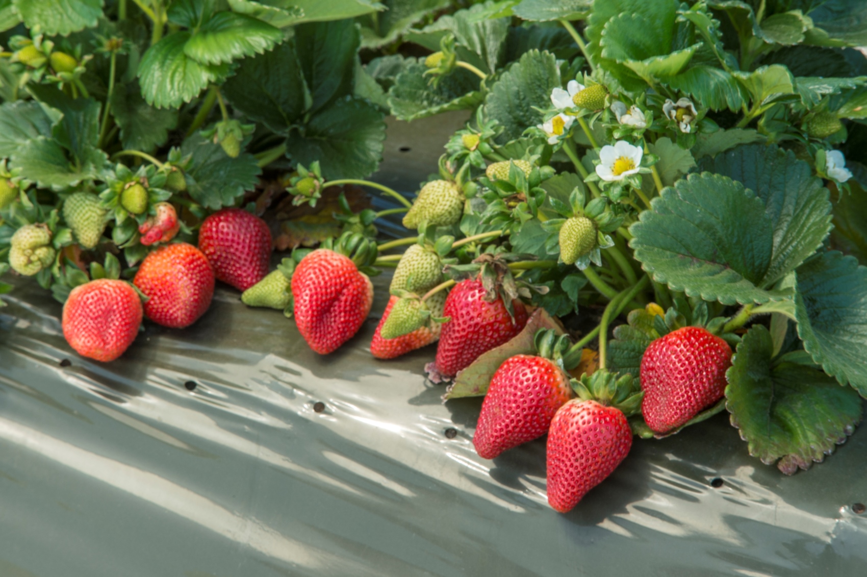 El estudio de la Universidad de Crdoba (UCO) pretende minimizar el desperdicio de fresas