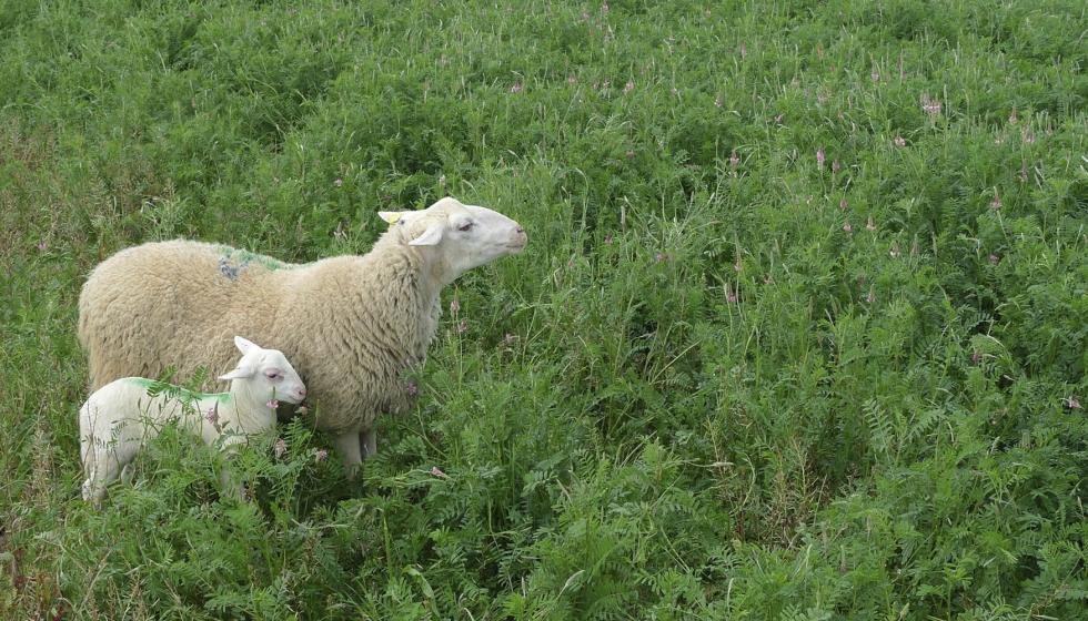 Oveja con un cordero en el campo